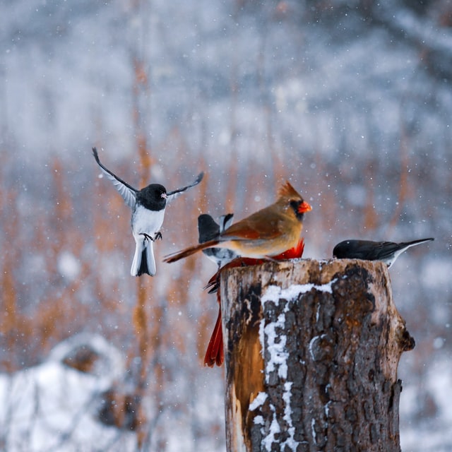 Dark-eyed junco coming in for a meal, Ontario, Canada